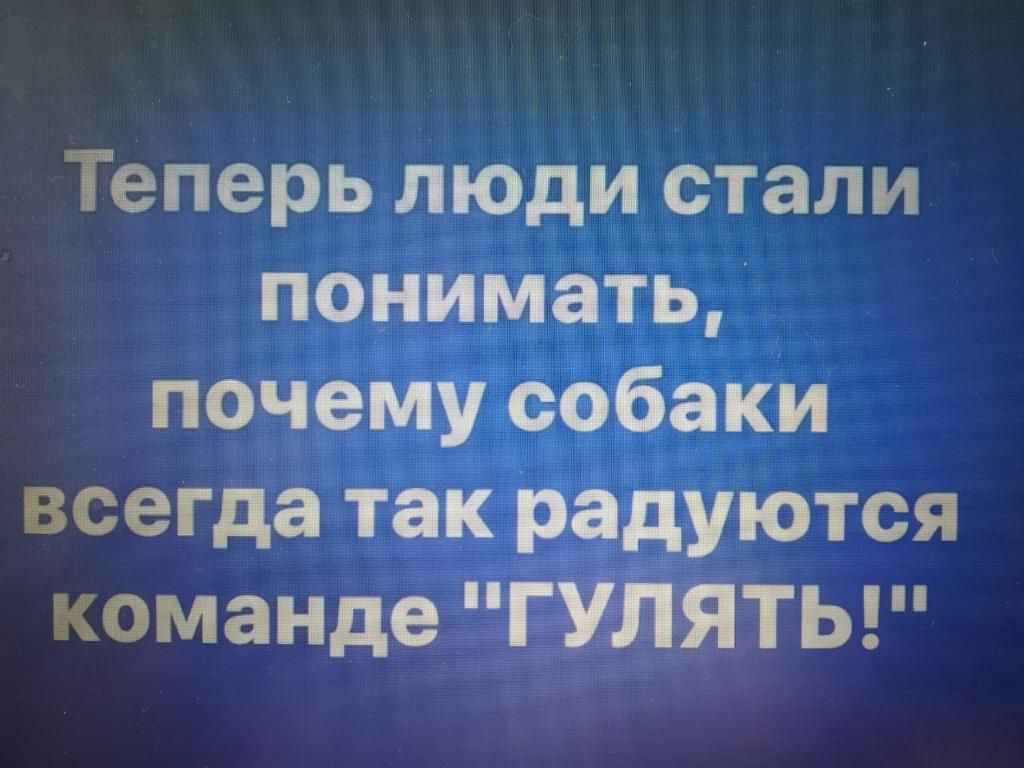 Теперь люди стали понимать почеМу собаки всегда так радуются команде ГУЛЯТЬ