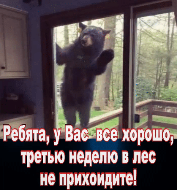 ЕЙята у Вёеііё карете третью неделю в лес не прихоидите