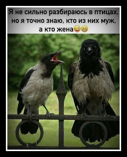 сильно разбираюсь в тим но я точно знаю кто из них муж а кто женаетэ