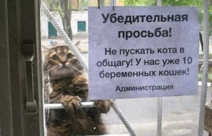 и М Убедительная _ Ё просьба Не пускать кота в общагу У нас уже 10 беременных кошек Администрация