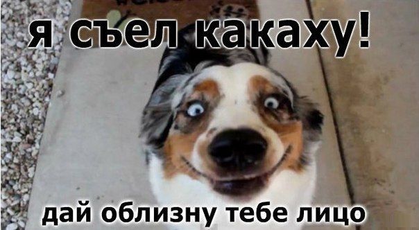 дай облизну тебе лица