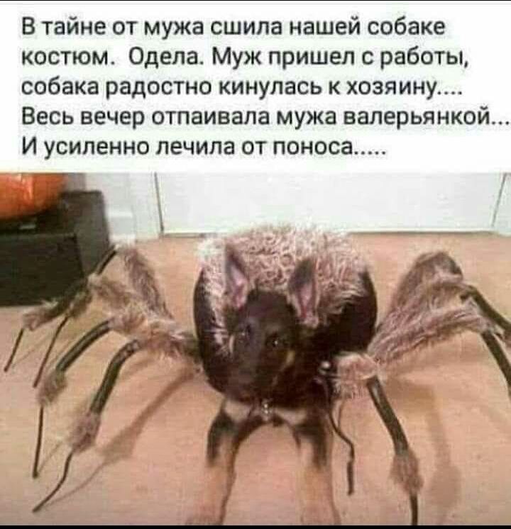 В тайне от мужа сшила нашей собаке костюм Одела Муж пришел с работы собака радостно кинулась к хозяину Весь вечер отпаивала мужа валерьянкой И усиленно лечила от поноса
