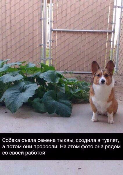 Собака съела семена ТЫКВЫ СХОДИПБ В ТУЭЛЭТ а потом они проросли На этом Фото она рядом со своей работой