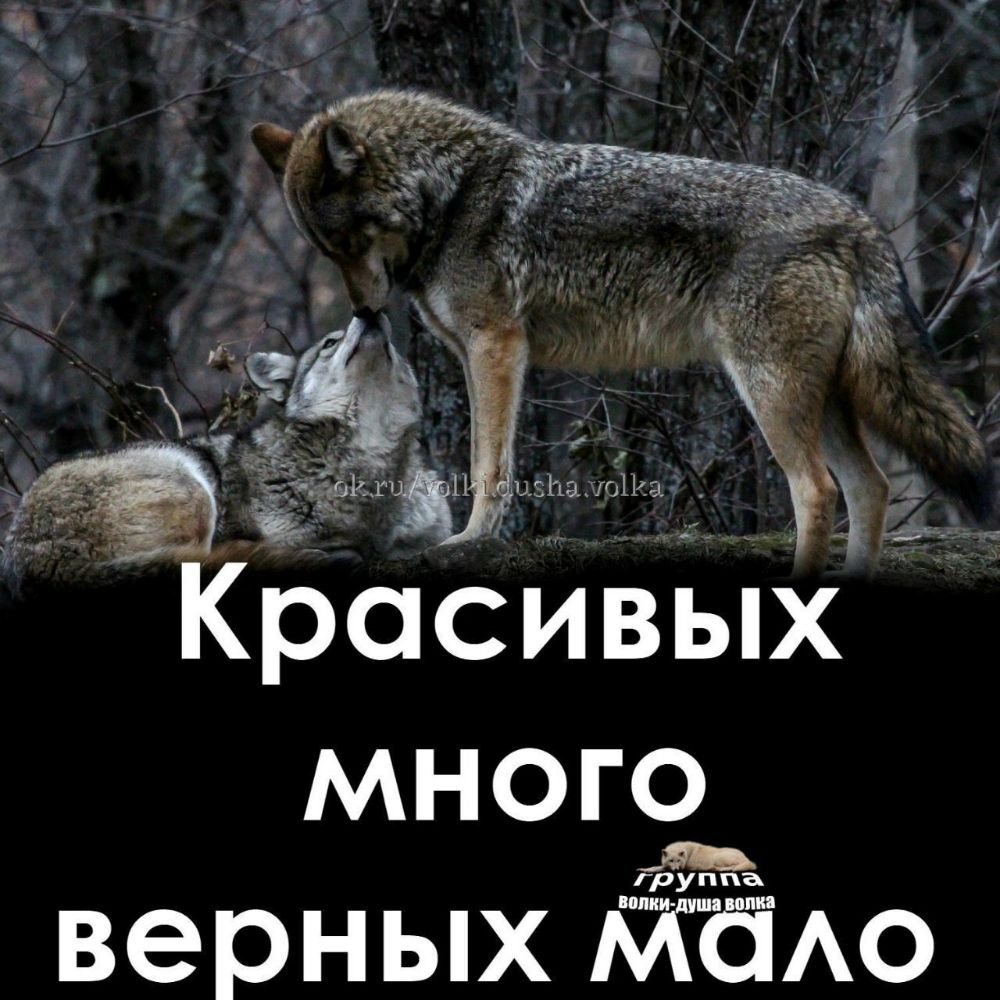 Красивых много группа верных ЖЁАО