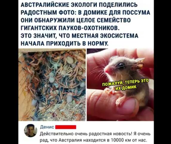 АВСТРАЛИЙСКИЕ ЭКОЛОГИ ПОДЕЛИЛИСЬ РАДОСТНЫМ ФОТО В ДОМИКЕ дЛЯ ПОССУМА ОНИ ОБНАРУЖИЛИ ЦЕЛОЕ СЕМЕЙСТВО ГИГАНТСКИХ ПАУКОВ ОХОТНИКОВ ЗТО ЗНАЧИТ ЧТО МЕСТНАЯ ЭКОСИСТЕМА НАЧАЛА ПРИХОДИТЬ В НОРМУ дписшшспьио очень радпсгипп овпсгь я очень рад чш Авсшапип нхпдшсп шпоо км ас