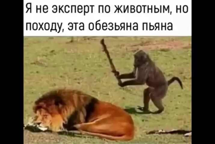 Я не эксперт ПО ЖИВОТНЫМ НО ПОХОДУ эта обезьяна ПЬЯНЭ
