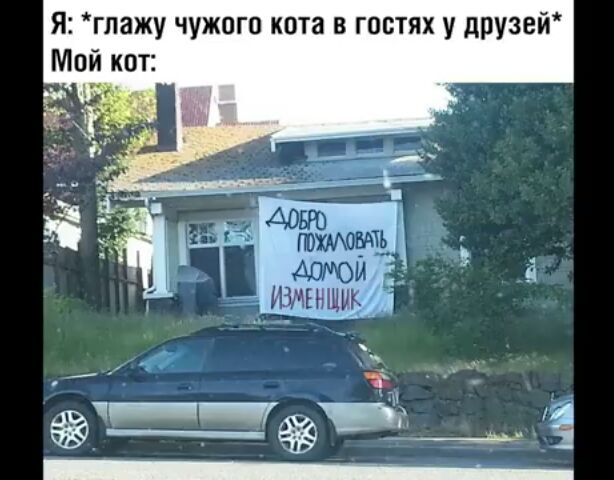 Я глажу чужого кота в гостях у друзей