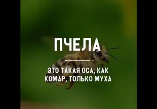 ПЧЕЛА ЭТО ТККАЯ ОСА КАК КОМАР ТОЛЬКО МУХА
