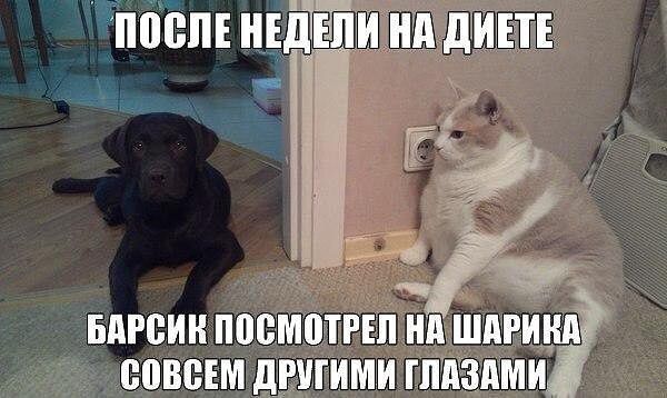 поспи нідТЁщ _ вдгеин посмотгЁПНАШАРи в дшгимишизпмиі