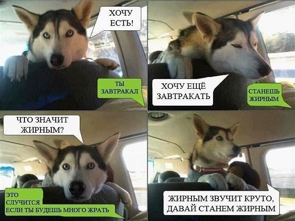 что ЗНАЧИТ ЖИРНЫМ ЗВУЧПТ КРУТО ДАВАЙ СТАНЕМ ЖЦРНЬЕМ