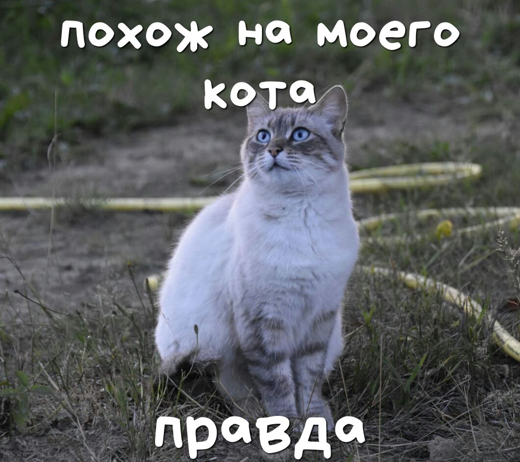 похож на моего