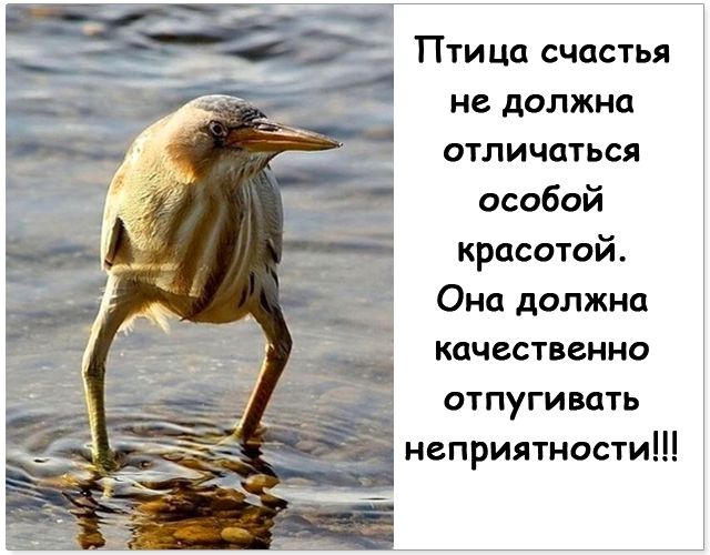 Птица счастья не должна отличаться особой красотой Она должна качественно отпугивать неприятности