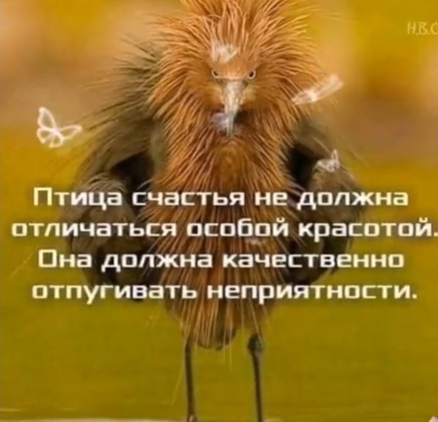з 91 Ё 2 4 Птиіда счастья негдолжна отличаться пспбрй красотой Она должна качественно отпугивать неприятности