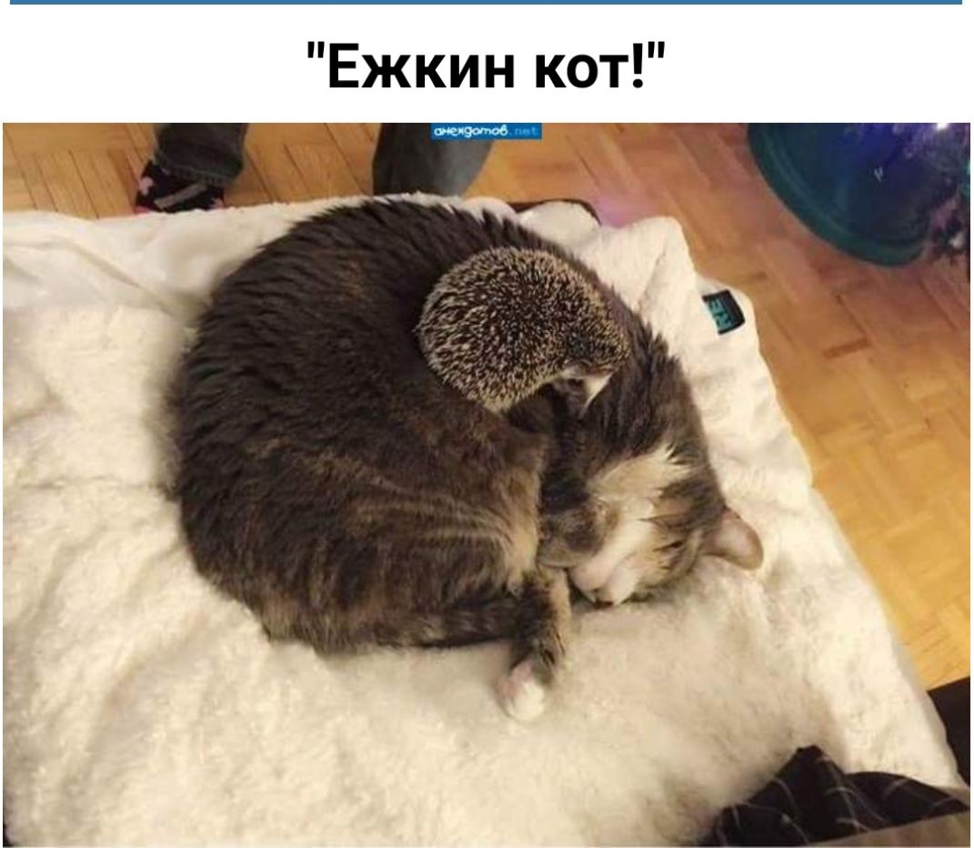 Ежкин кот