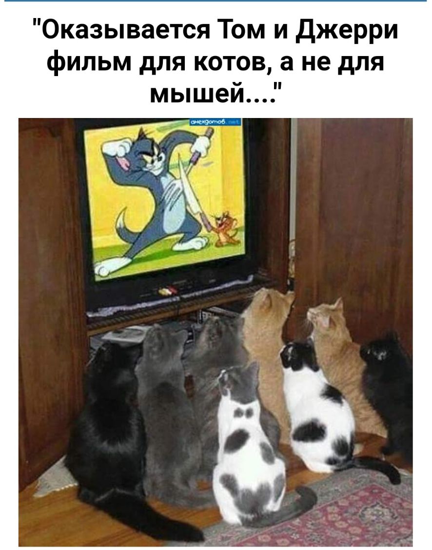 Оказывается Том и Джерри фильм для котов а не для мышей