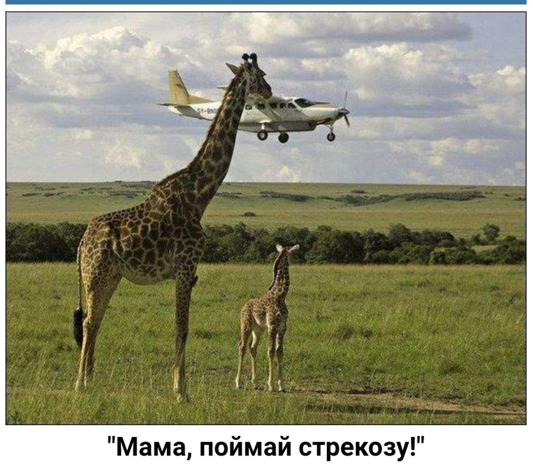 Мама поймай стрекозу