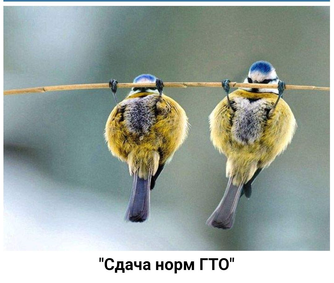 Сдача нормГТО