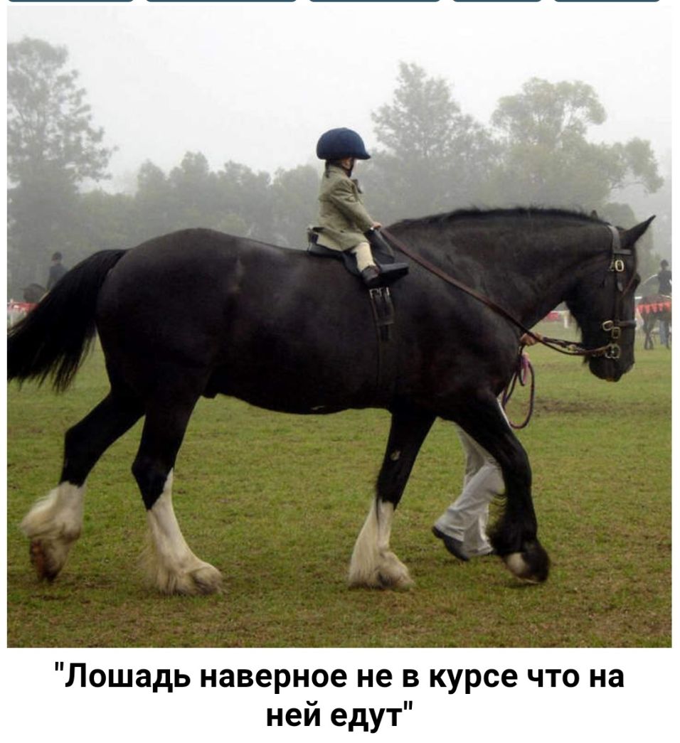 Лошадь наверное не в курсе что на ней едут