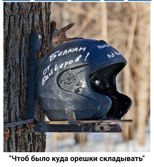 Чтоб было куда орешки складывать