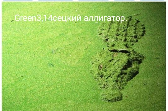 3 4сецкий ат и гатор