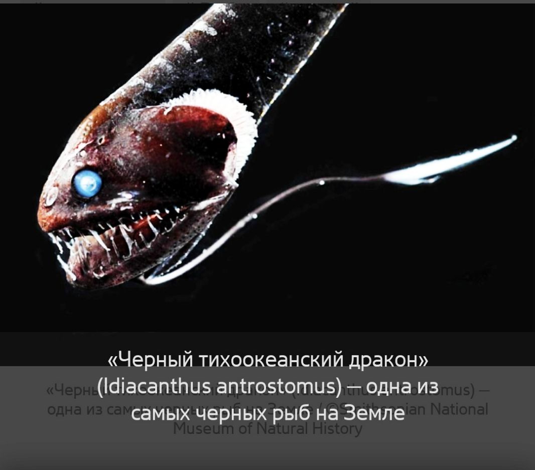 Черный тихоокеанский дракон Шіасапфив апігозютиз одна из самых черных рыб на Земле