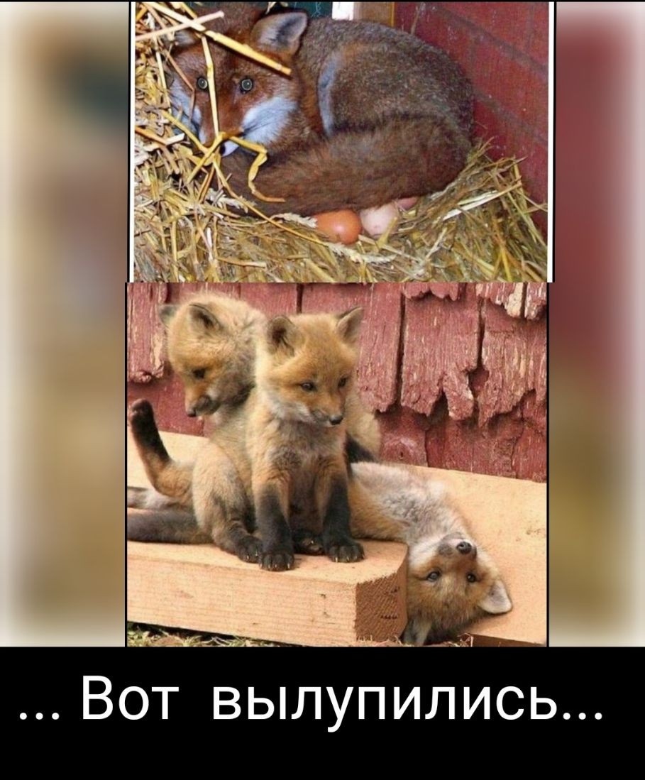 Ь С И Л И П у Ь В Т О В