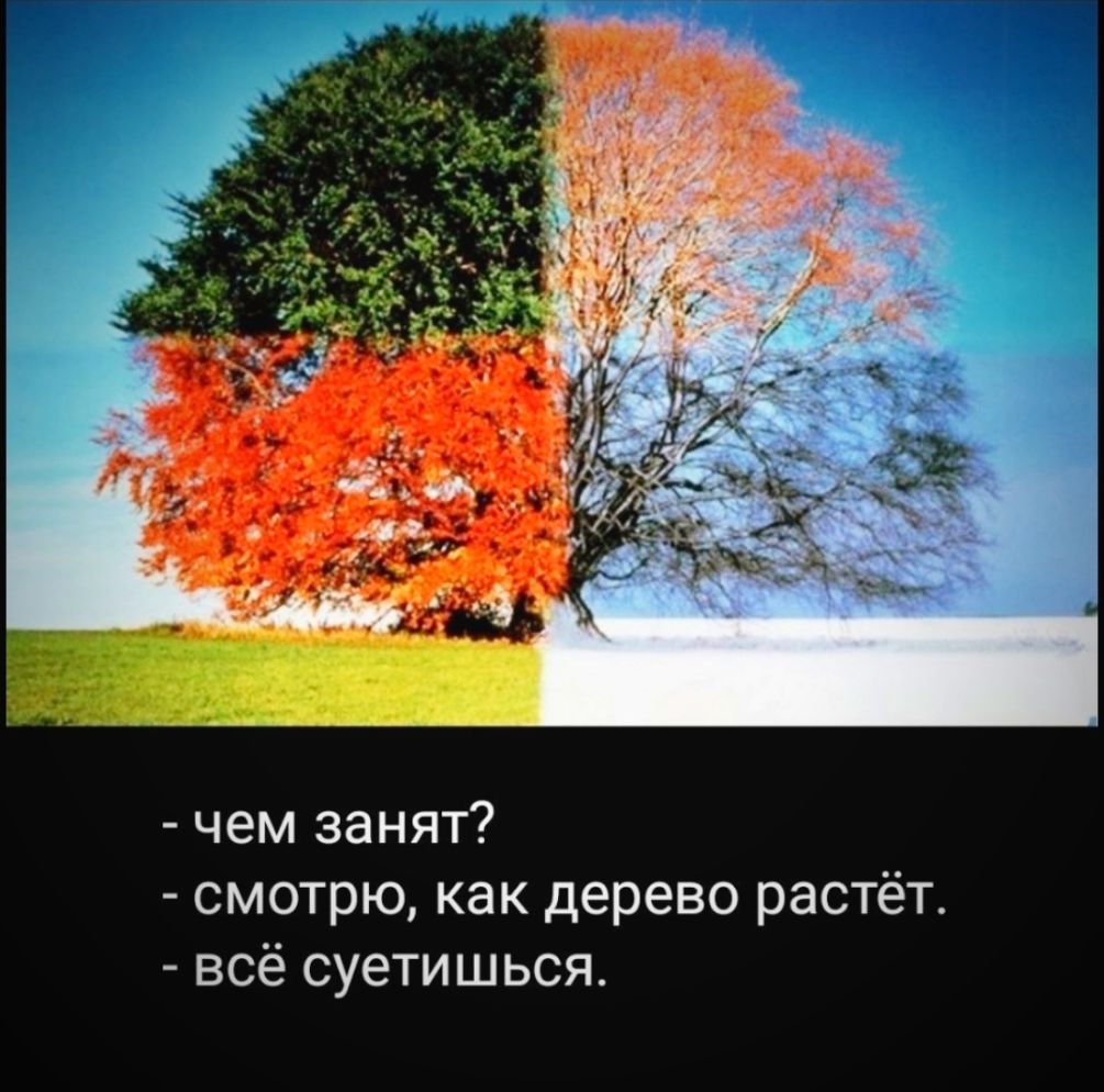 чем занят смотрю как дерево растёт всё суетишься