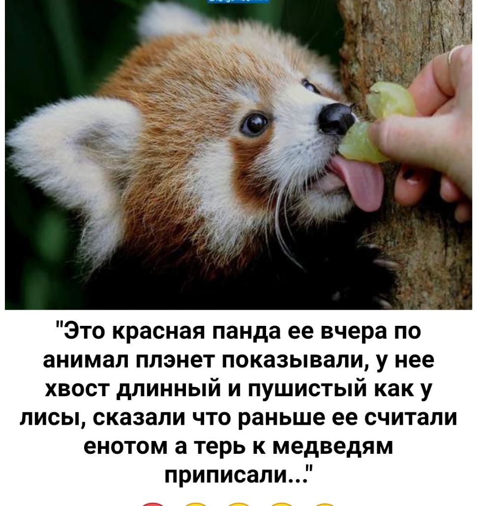 Это красная панда ее вчера по анимал плэнет показывали у нее хвост длинный и пушистый как у лисы сказали что раньше ее считали енотом а терь к медведям приписалиГ