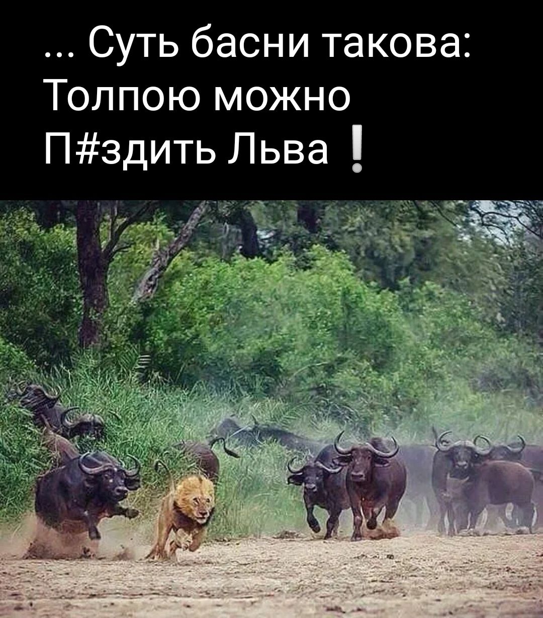 Мораль сей басни такова толпою. Буйволы и львы в дикой природе Африка. Мораль сей басни такова толпою гасят даже Льва. Буйвол в джунглях.