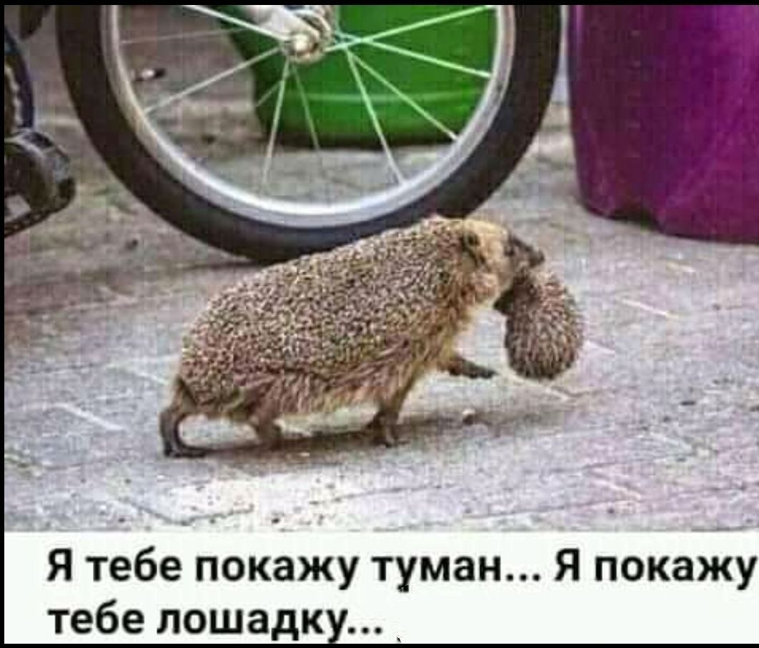 Я тебе покажу туман Я покиу тебе лошадк