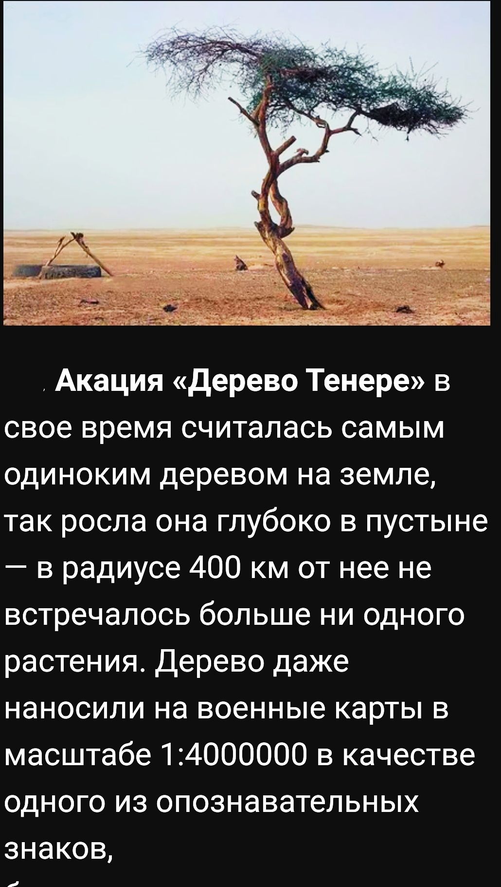 1 _ ьтгди_п____ ЭС яч за __2__1 39шъ _ как Акация дерево Тенере в свое время считалась самым одиноким деревом на земле так росла она глубоко в пустыне в радиусе 400 км от нее не встречалось больше ни одного растения Дерево даже наносили на военные карты в масштабе 14000000 в качестве одного из опознавательных знаков