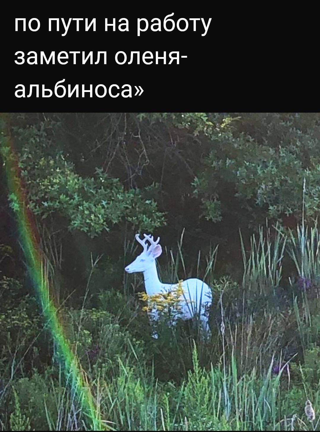 по пути на работу заметил оленя альбиноса