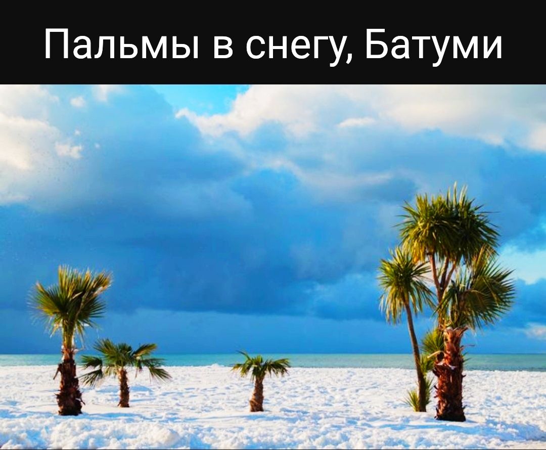 Пальмы в снегу Батуми