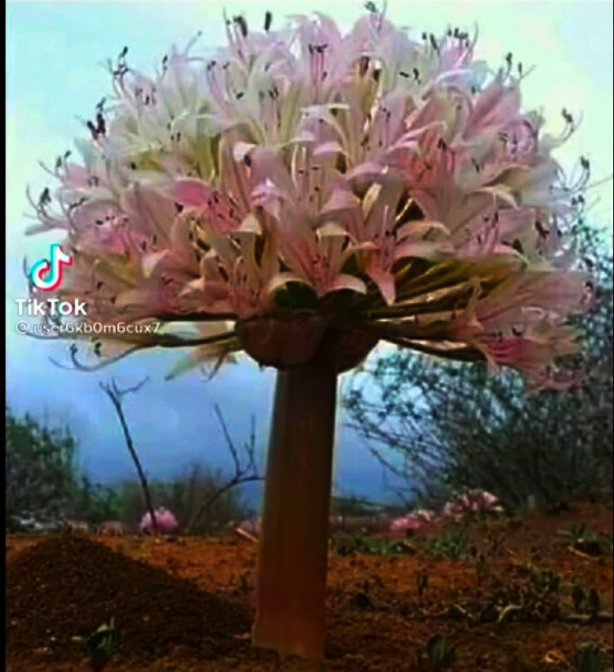 ВОтбс П