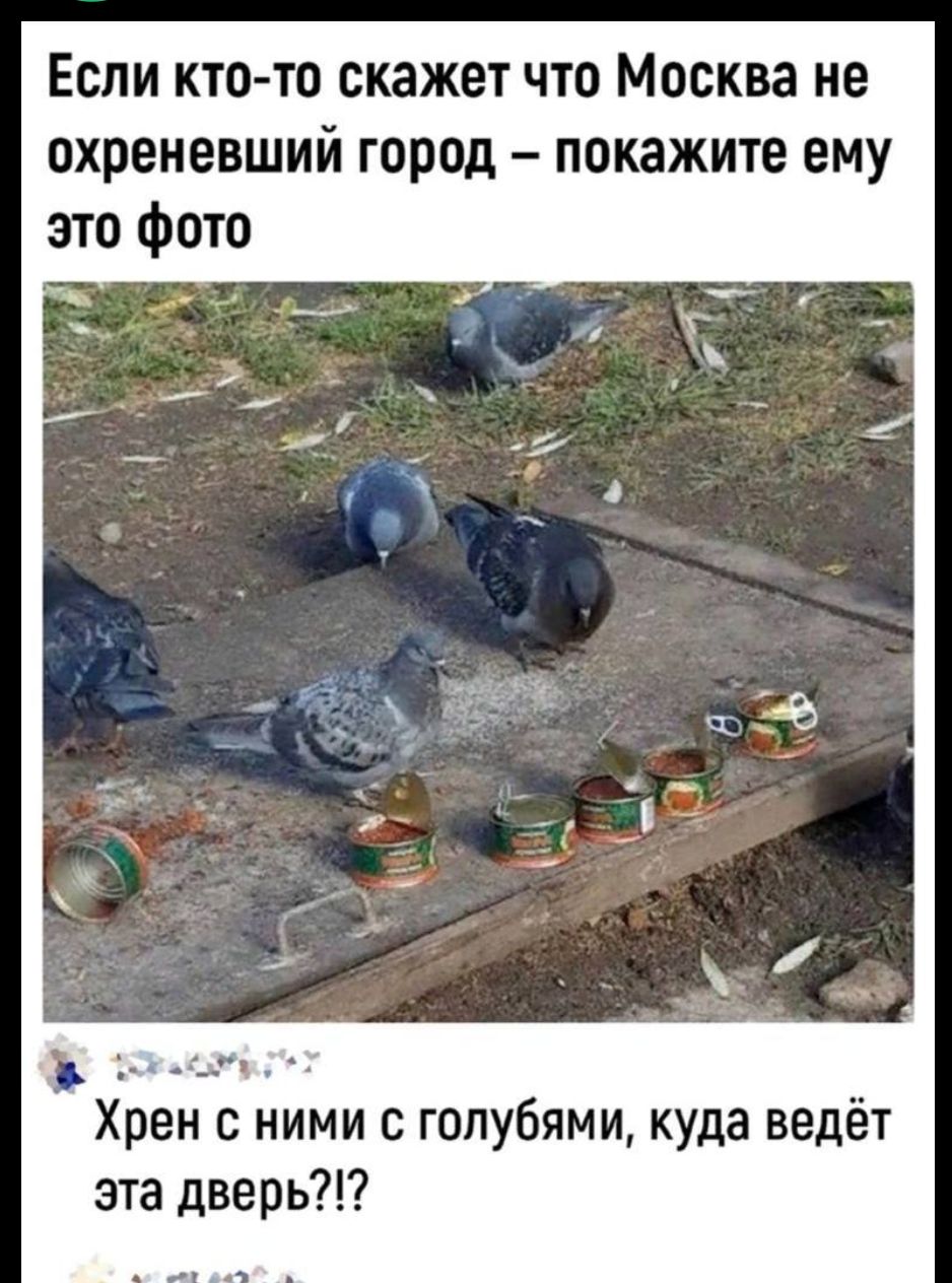 Если кто-то скажет что Москва не охреневший город – покажите ему это фото
Хрен с ними с голубями, куда ведёт эта дверь?!?