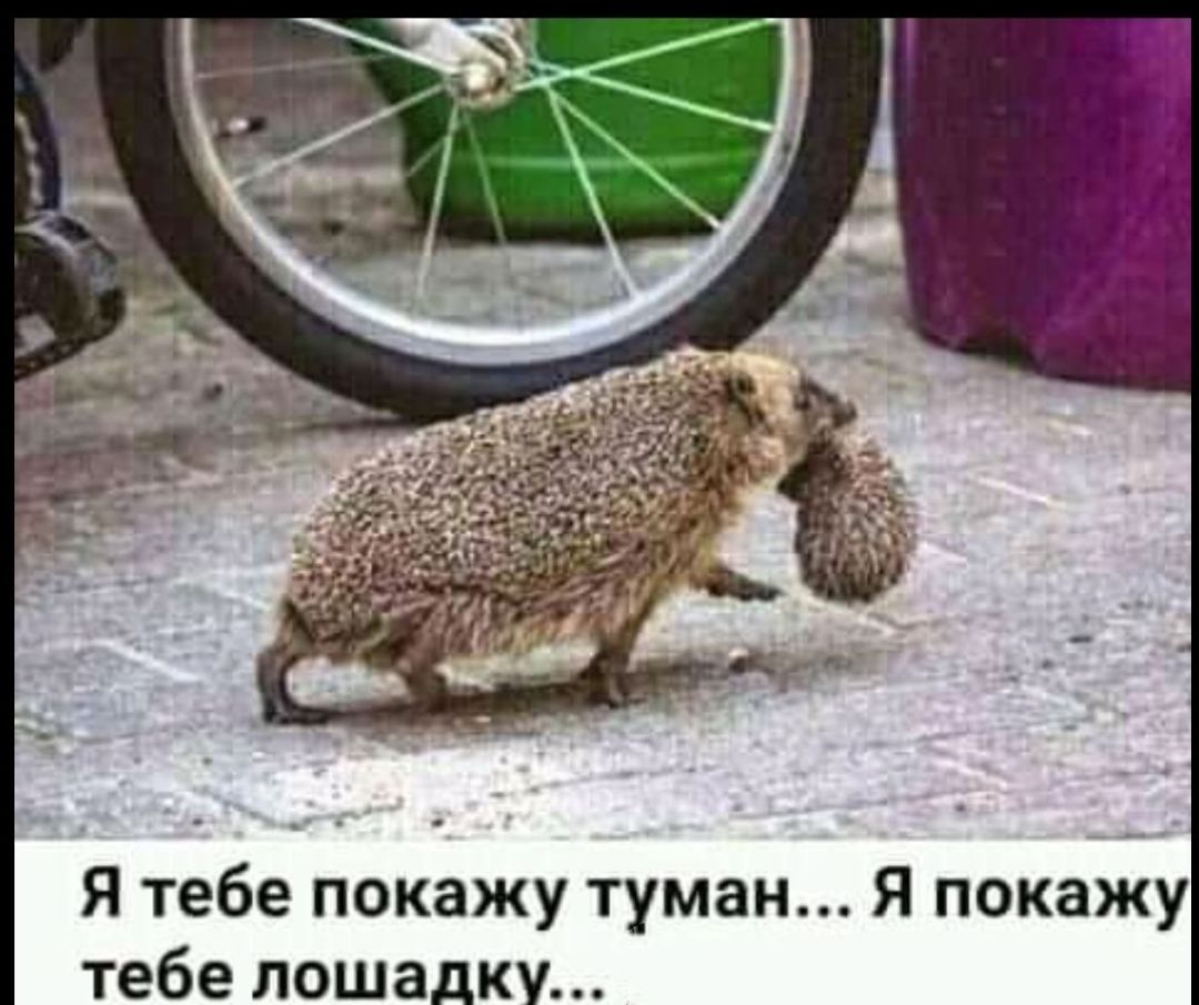 Я тебе покажу туман... Я покажу тебе лошадку...