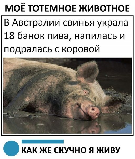 МОЁ ТОТЕМНОЕ ЖИВОТНОЕ В Австралии свинья украла 18 банок пива напилась и подралась с коровой Ё __ 3 КАК же скучно я живу