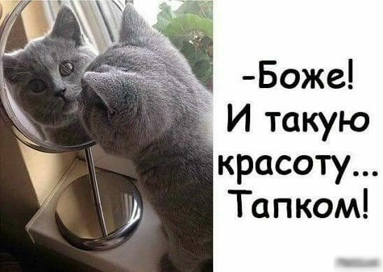 Боже И такую красоту Тапком