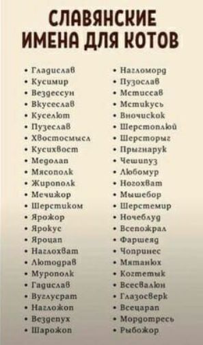 СЛМЯНСПИЕ ИМЕН МЯ МОТО Пцимп и Аоиви Кушнир пд ищи ипиу Кушин ни иш п шт на квип мины пятые куш вым при м ч ими Ашиур жиры и на и пер пои штаммов лип нам липу минц краш о мд шим чо