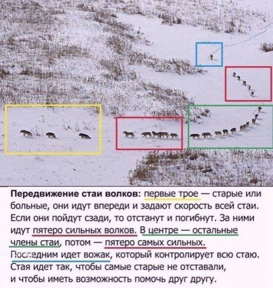 Передвижение стаи волков первые трое старые или больные они идут впереди и задают скорость всей стаи Если они пойдут сзади то отстанут и погибнут За ними ИДУТ ПЯТЕШ СИЛЬНЫХ ВОЛКОВ В вещие _ остальные члены СТЭМ ПОТОМ _ ППТЕЁ самых сильных Последним идет вожак который контролирует всю стаю Стая идет так чтобы самые сгарые не отпевали и чтобы иметь возможность помочь друг другу