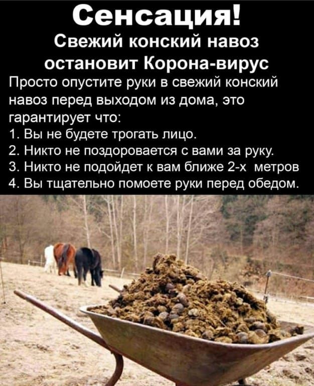 Сенсация Свежий конский навоз остановит Корона вирус Просто опустите руки в свежий конский навоз перед выходом из дома это гарантирует что 1 Вы не будете трогать лицо 2 Никто не поздоровается с вами за руку 3 Никто не подойдет к вам ближе 2х метров 4 Вы тщательно помоете руки перед обедом