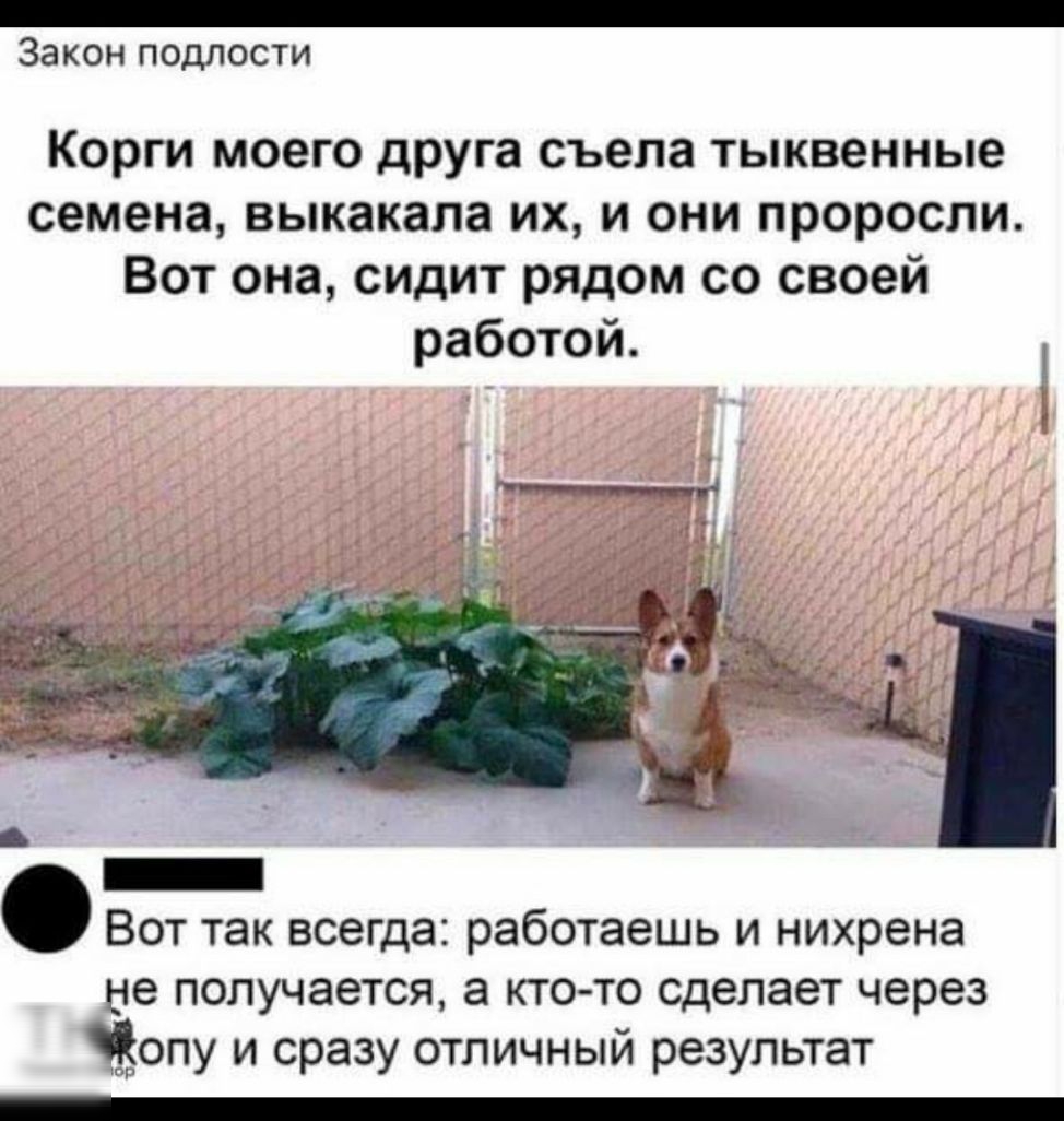 _ Закон подлости Корги моего друга съела тыквенные семена выкакала их и они проросли Вот она сидит рядом со своей работой Вот так всегда работаешь и нихрена не получается а кто то сделает через репу и сразу отличный результат