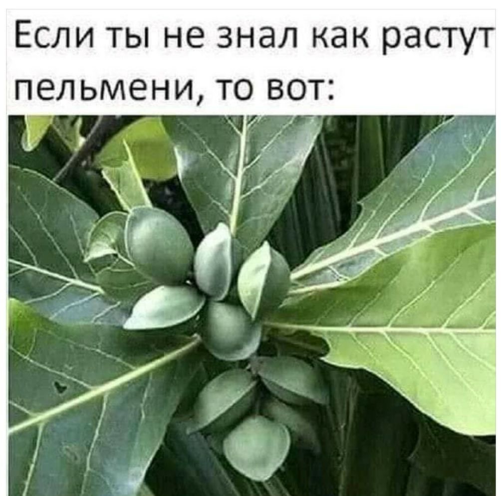 Если ты не знал как растут пельмени то вот