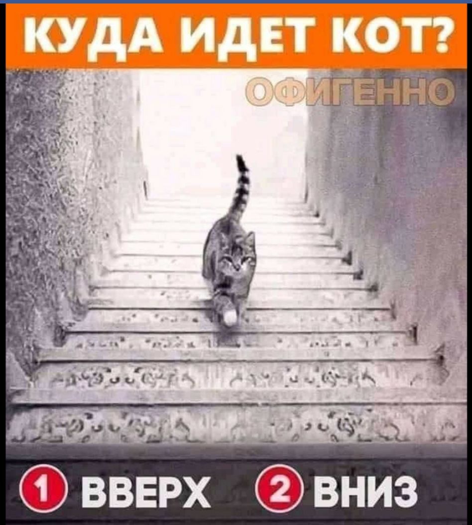 _кудА ИДЕТ кот вверх вниз