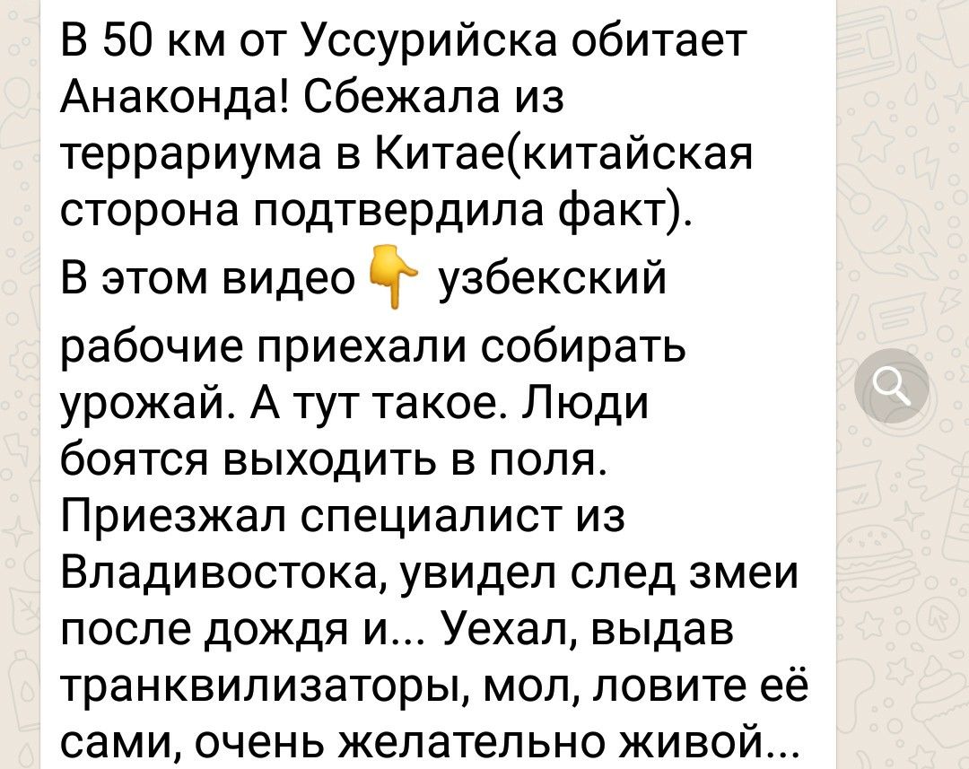 В 50 км от Уссурийска обитает Анаконда Сбежала из террариума в Китаекитайская сторона ПОДтвердила факт В этом видео узбекский рабочие приехали собирать урожай А тут такое Люди боятся выходить в поля Приезжал специалист из Владивостока увидел след змеи после дождя и Уехал выдав транквилизаторы мол ловите её сами очень желательно живой