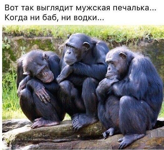 Вот так выглядит мужская печапька Когда ни баб ни водки
