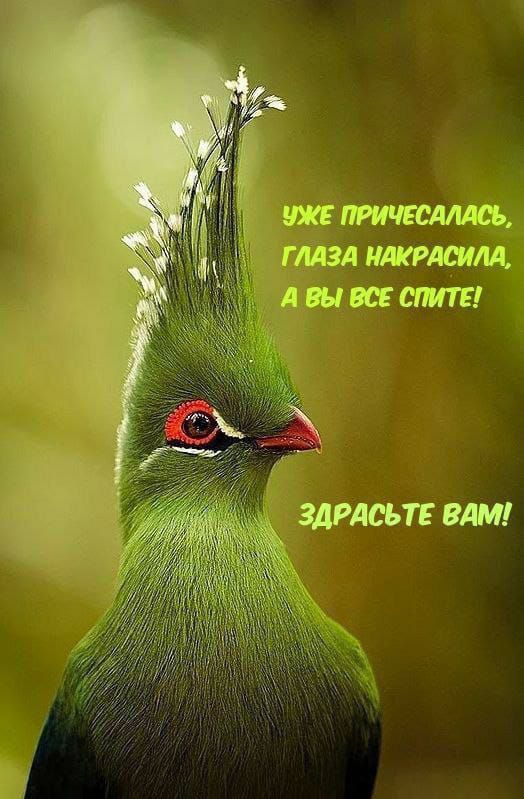 УЖЕ ПРИЧЕСАЛАСЬ, ГЛАЗА НАКРАСИЛА, А ВЫ ВСЕ СПИТЕ! ЗДРАВЬТЕ ВАМ!