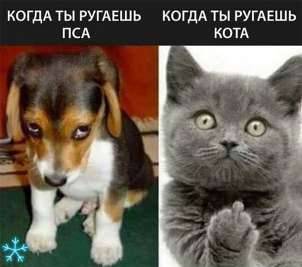 КОГДА ТЫ РУГАЕШЬ КОГДА ТЫ РУГАЕШЬ ПСА КОТА