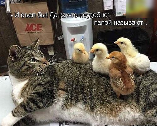 мг И сьепкбычДаі