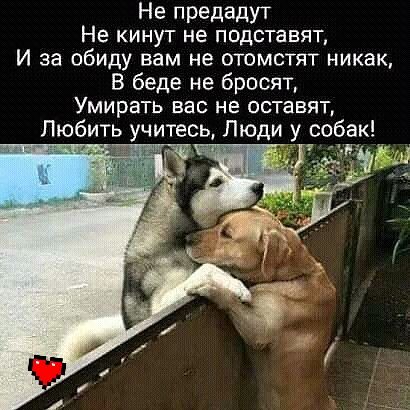 Не предадут Не КИНУТ не ПОДСТЗВЯТ И за обиду вам не отомстят никак В беде не бросят УМИРЗТЬ вас не ОСТЕВЯТ Любить учитесь Люди у собак
